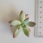 Dudleya greenei Feuille