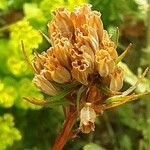 Oenothera tetragona Fruit