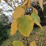 Betula papyrifera पत्ता