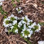 Scaevola plumieri Flower