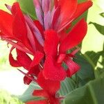 Canna indicaFlower