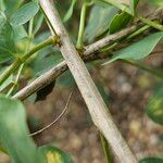 Colutea arborescens Bark