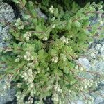 Sedum hirsutum Blad