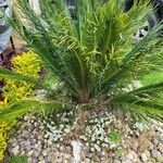 Cycas revolutaLeaf