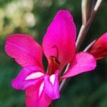 Gladiolus communis फूल