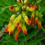Astragalus penduliflorus Blomst