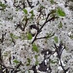 Pyrus calleryana Flower