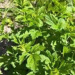 Geum macrophyllumЛист