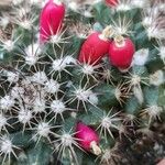 Mammillaria voburnensis Tunda