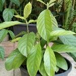 Psychotria viridis Foglia