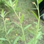 Oenothera longiflora Blad