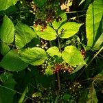 Aralia racemosa Fruit