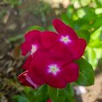 Catharanthus roseusBlomst