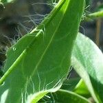 Hieracium villosum Leaf