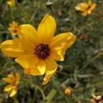 Helianthus pauciflorus Fleur