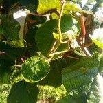 Actinidia deliciosa Hoja