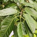 Ficus virens Лист