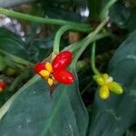 Aglaonema marantifolium Fruit