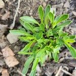 Silene caroliniana Leaf