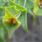 Lonicera implexa Fruit