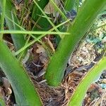 Phoenix canariensis Bark