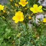 Linum capitatum Flower