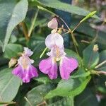 Impatiens balfouriiKvet