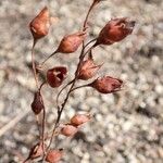 Tuberaria lignosa Ffrwyth