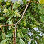 Salix integra പുറംതൊലി