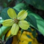 Lysimachia lanceolata Kwiat