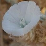 Convolvulus oxyphyllus Kwiat