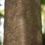 Swartzia canescens 樹皮