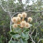 Codia albifrons Flor