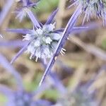 Eryngium creticum ফুল