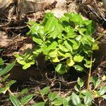 Coprosma repens Leaf