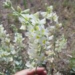 Astragalus pachypus Floare