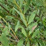 Acacia longifolia पत्ता