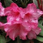 Rhododendron arboreum Flower