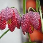 Fritillaria meleagris Flor