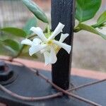 Trachelospermum asiaticum 花