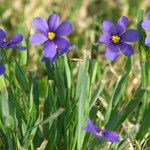 Sisyrinchium langloisii 整株植物