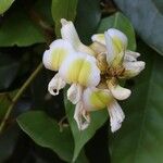 Craibia grandiflora Λουλούδι