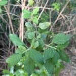 Bystropogon canariensis Blatt