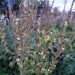 Verbascum pulverulentumКветка