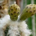 Pilosocereus leucocephalus Flower