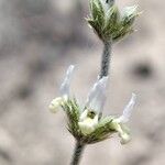 Sideritis leucantha