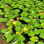 Nymphaea mexicana Leaf