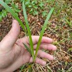 Carex sylvatica Blatt