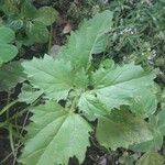 Chenopodium murale Leaf