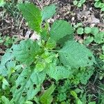 Solanum scabrum 葉